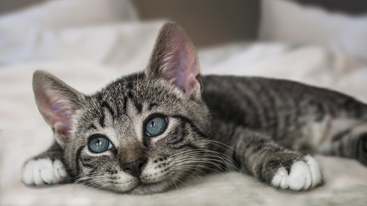 Kitten 1